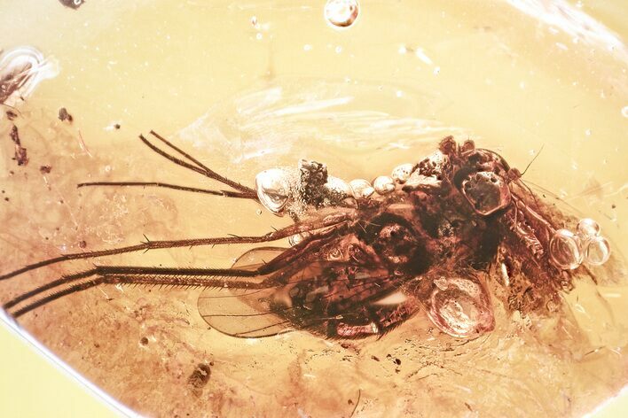 Detailed Fossil Muscoid Fly and Dance Fly In Baltic Amber #367463